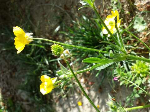 Ranunculus bulbosus L.的圖片