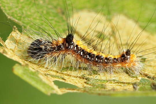 Слика од Acronicta cuspis Hübner 1818