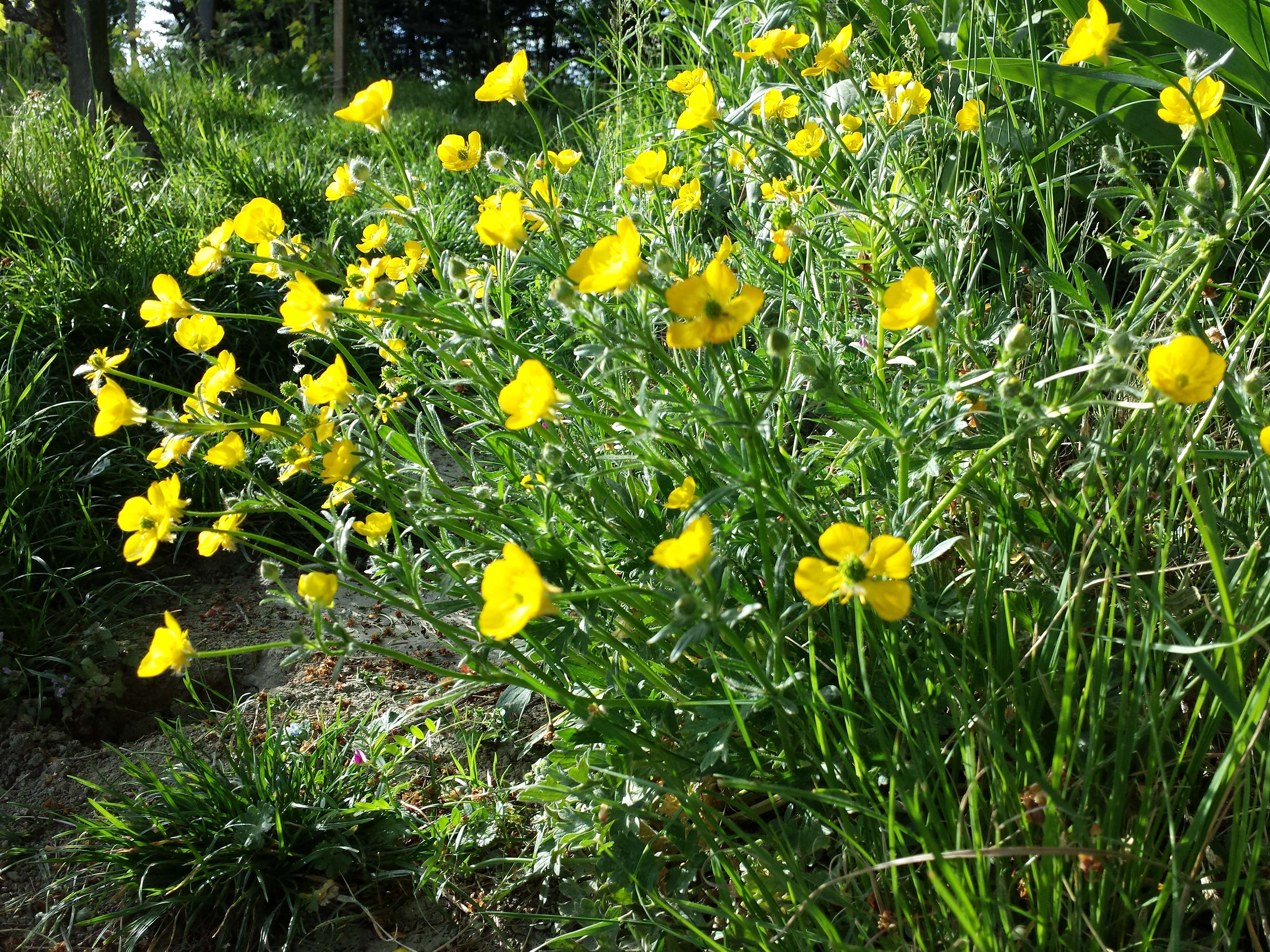 Ranunculus bulbosus L.的圖片