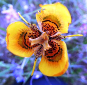 Image of Moraea tulbaghensis L. Bolus