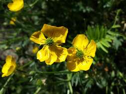 Ranunculus bulbosus L.的圖片