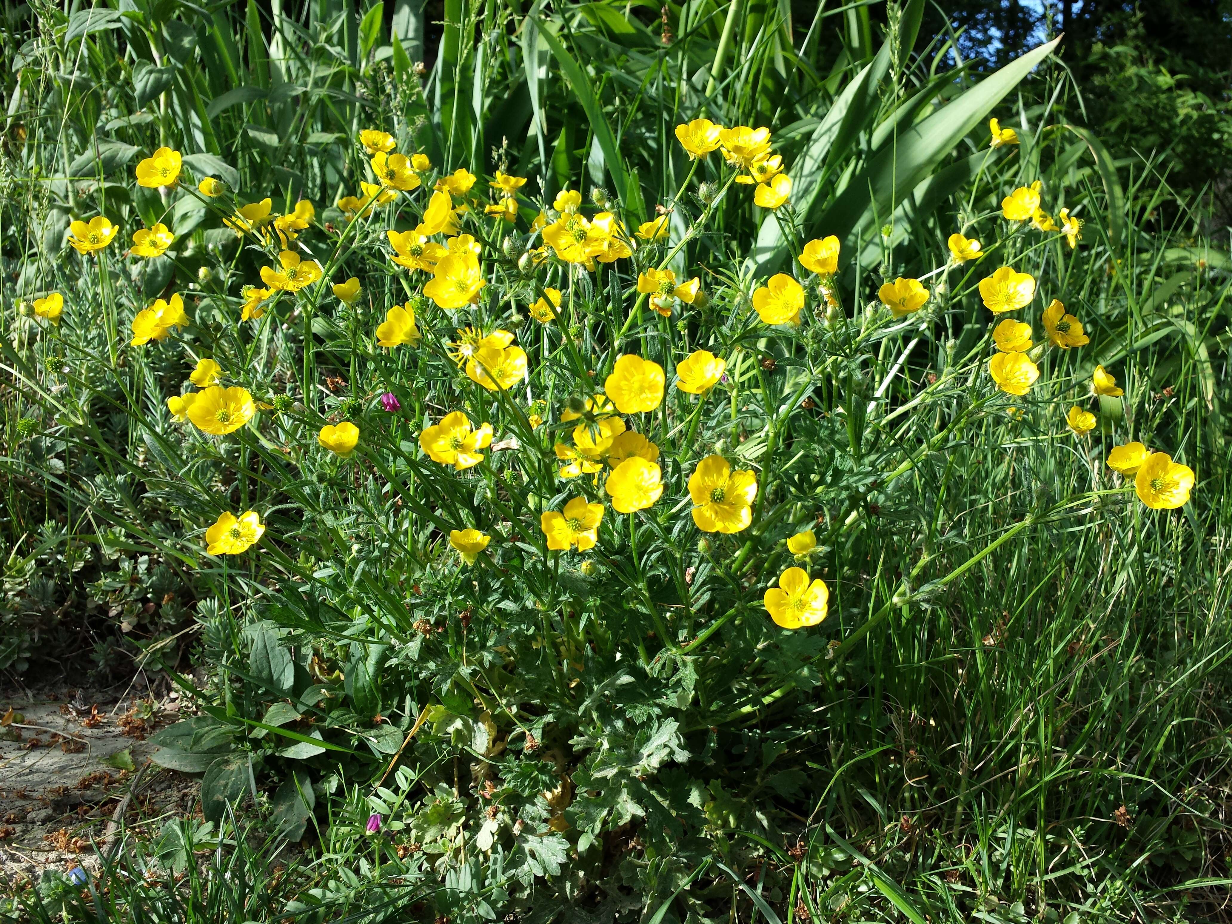 Ranunculus bulbosus L.的圖片