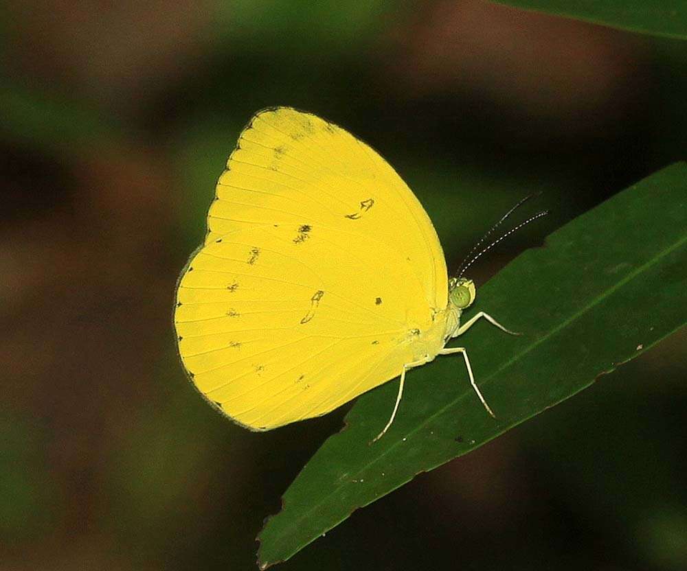 Imagem de Eurema nicevillei (Butler 1898)