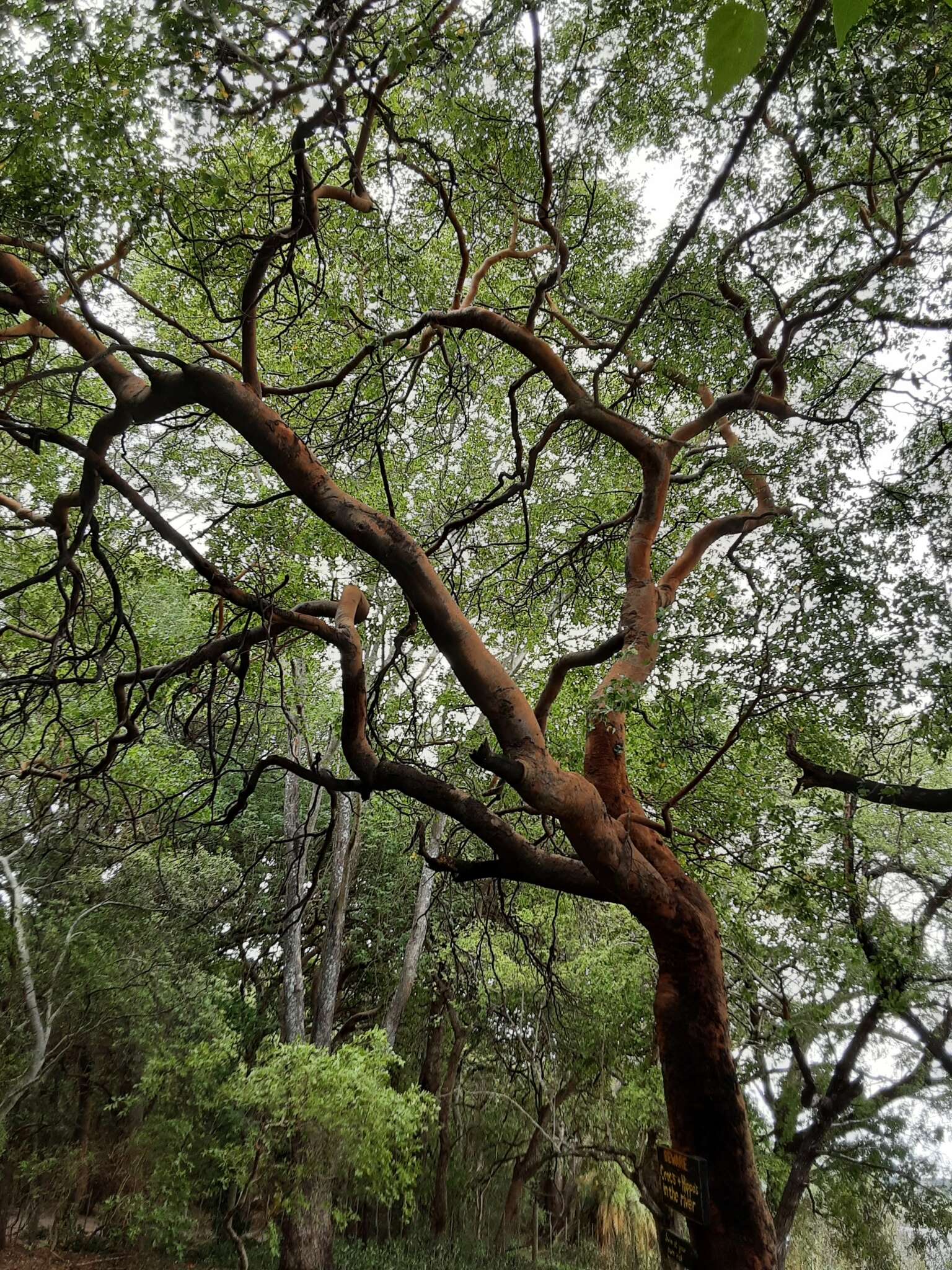 Image of Rhodesian copalwood