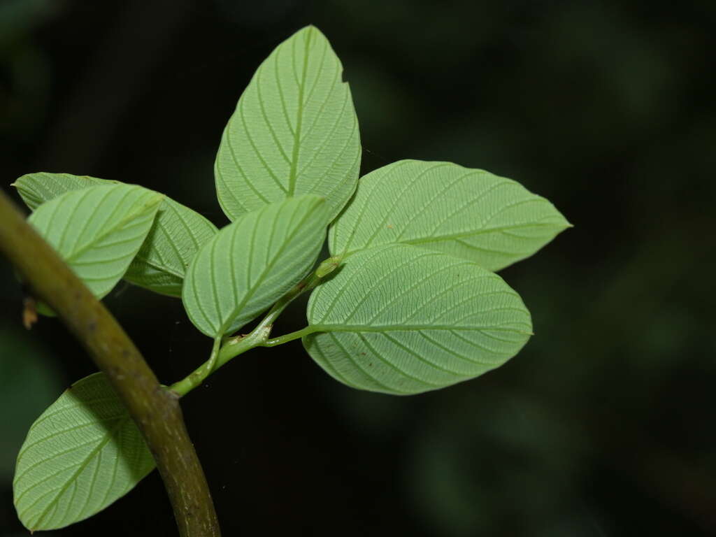 Sivun Berchemia formosana C. K. Schneid. kuva