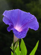 Image of whiteedge morning-glory