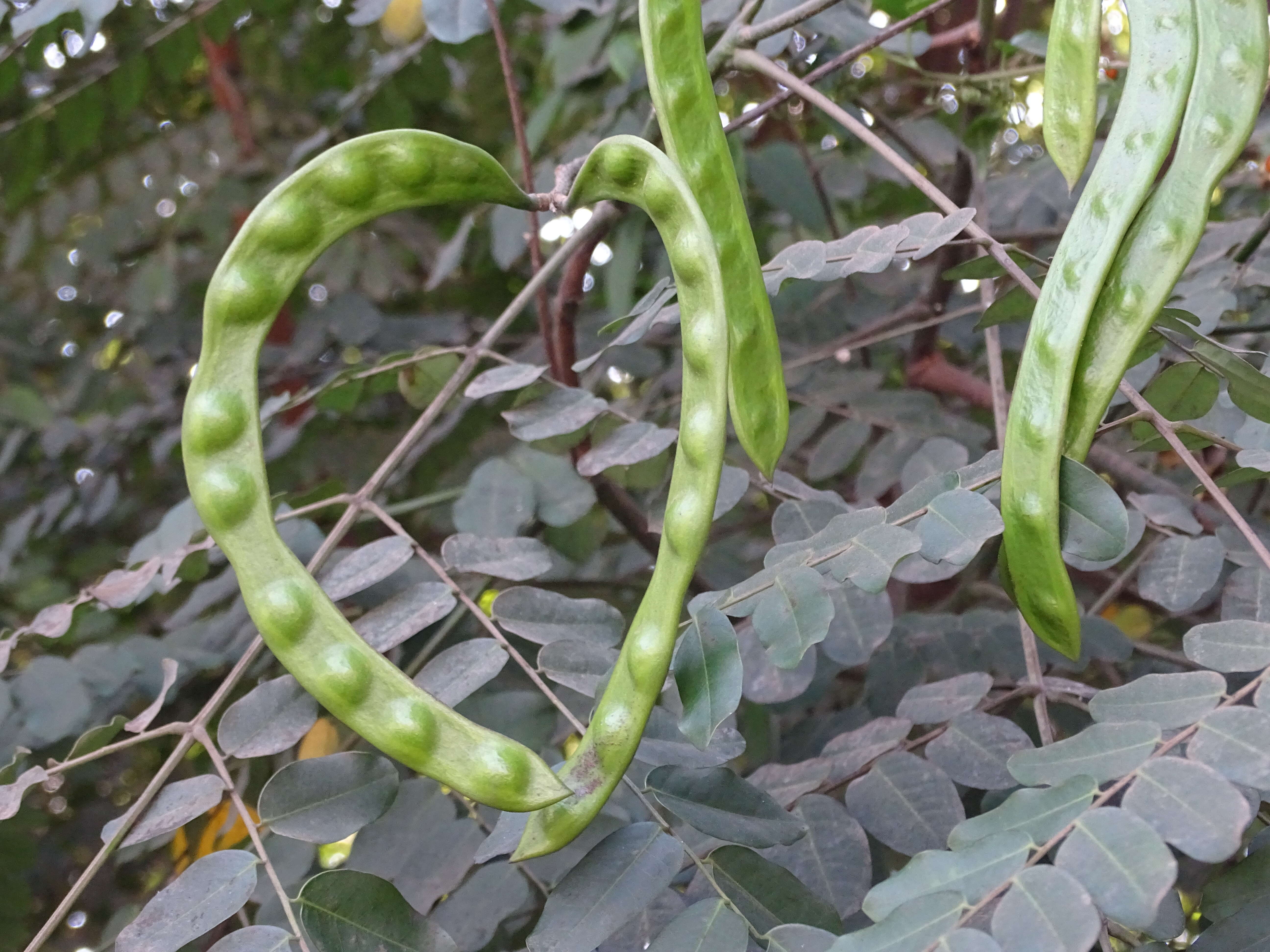 Image of beadtree