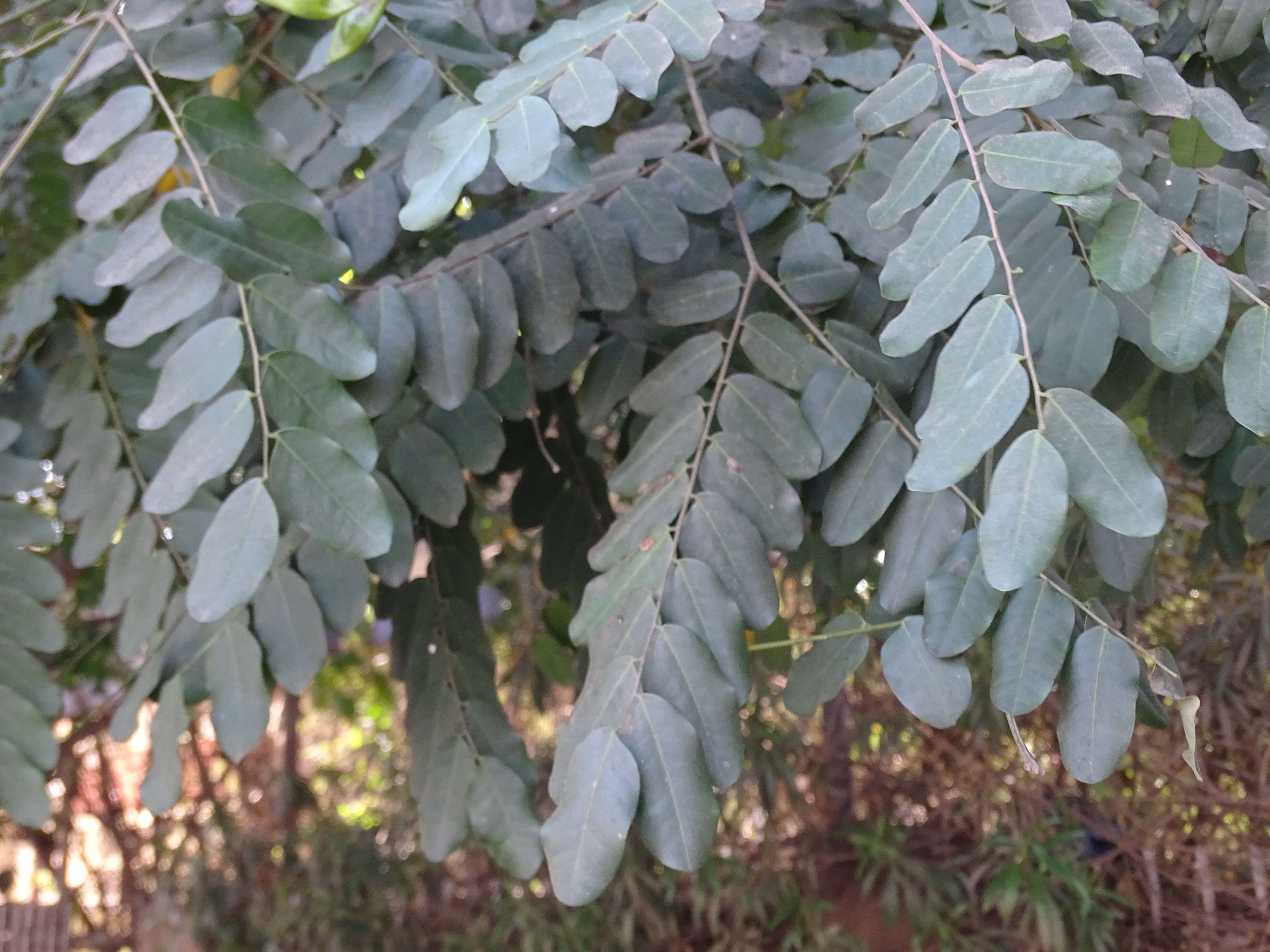 Image of beadtree