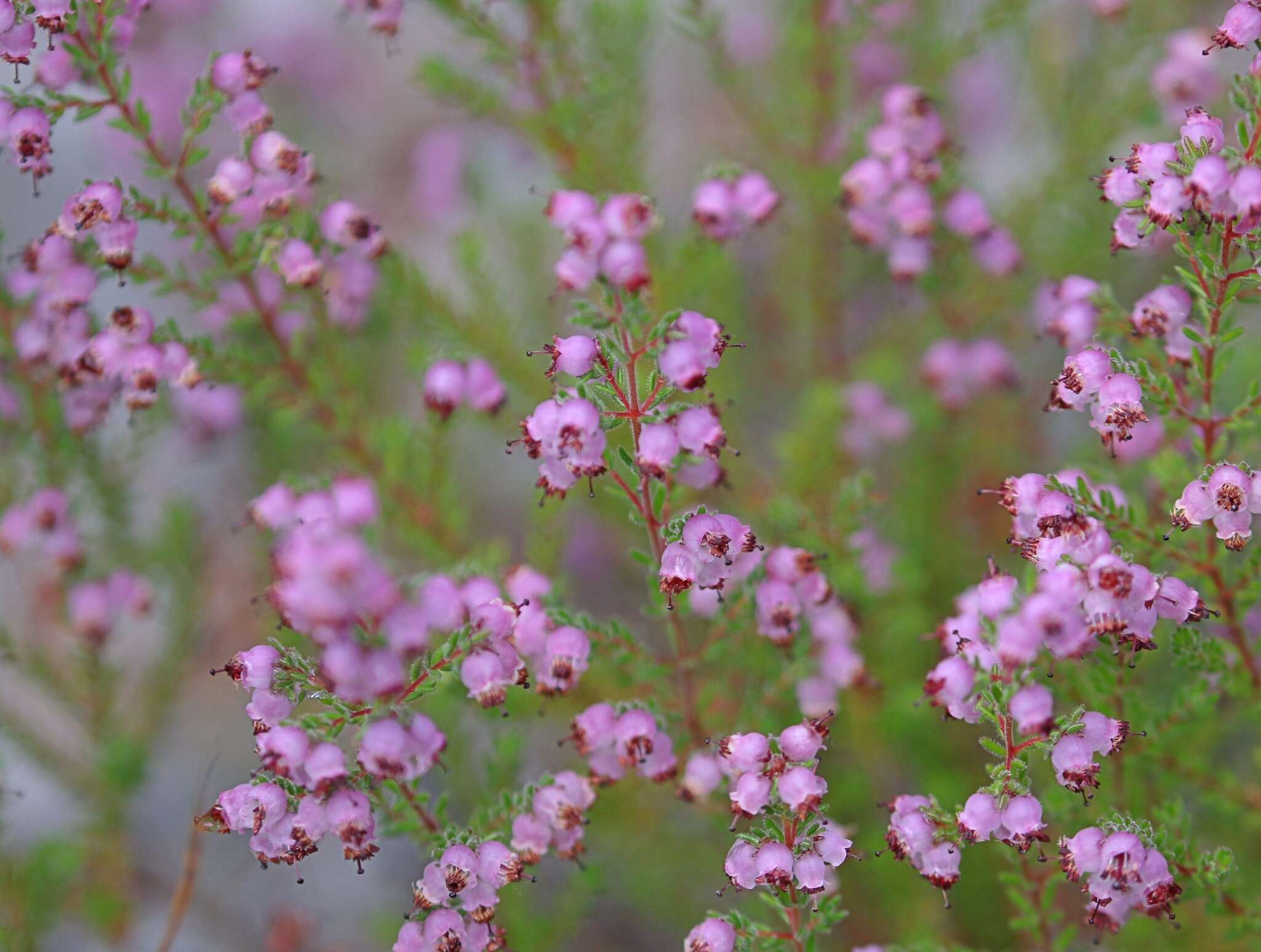 Image of Erica turgida Salisb.