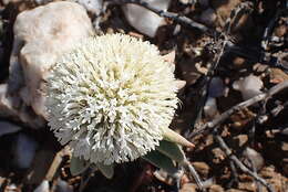 Image of Crassula congesta N. E. Br.