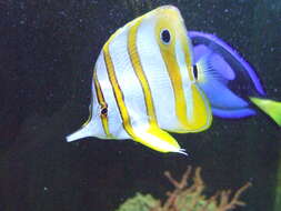 Image of Banded Longsnout Butterflyfish