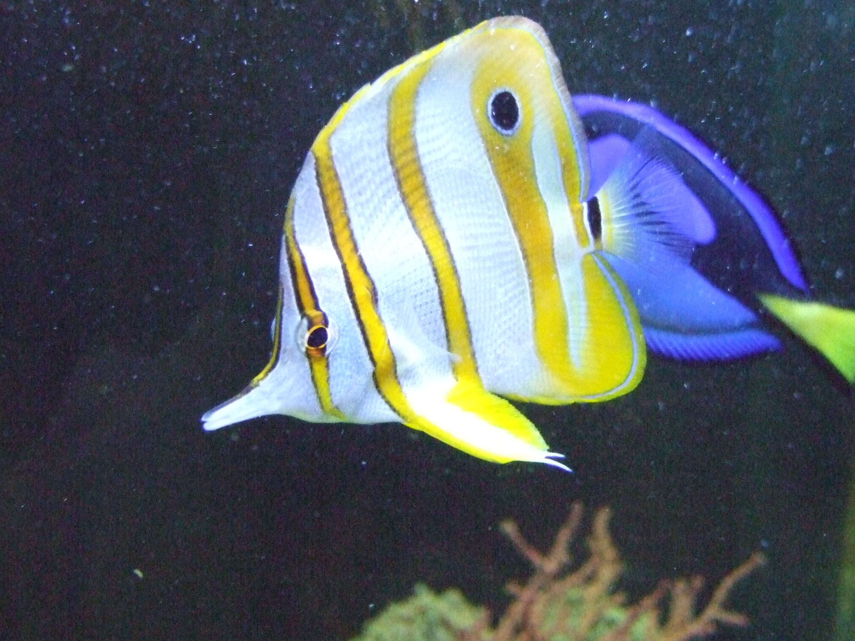 Image of Banded Longsnout Butterflyfish