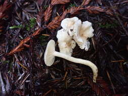 Image of Hygrocybe pusilla (Peck) Murrill 1916