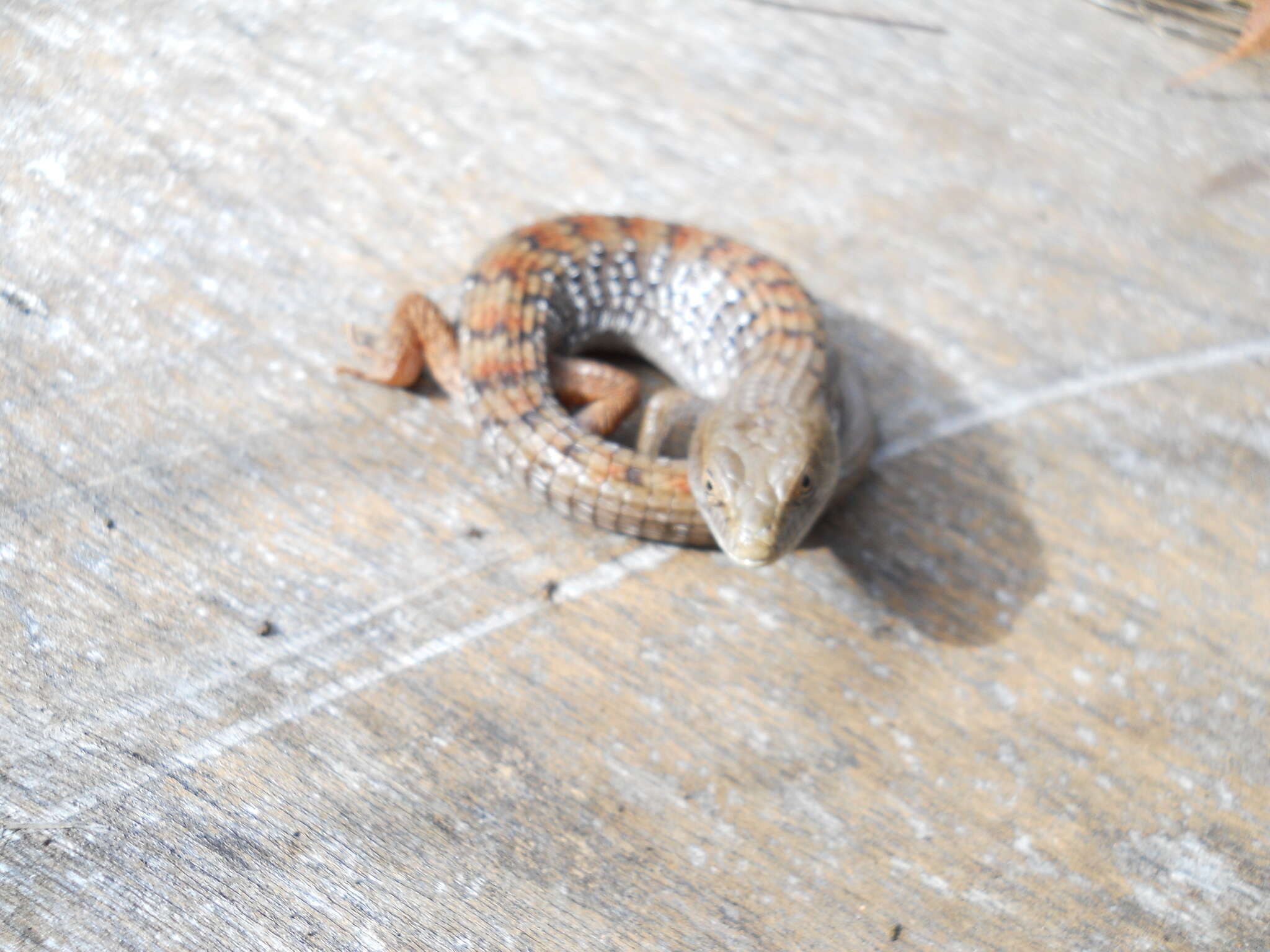 Image of Southern Alligator Lizard