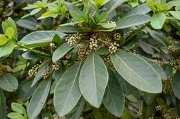 Image of Daphniphyllum calycinum Benth.