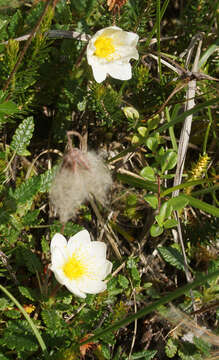 Imagem de Dryas octopetala L.