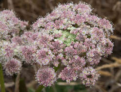 Image of Henderson's angelica