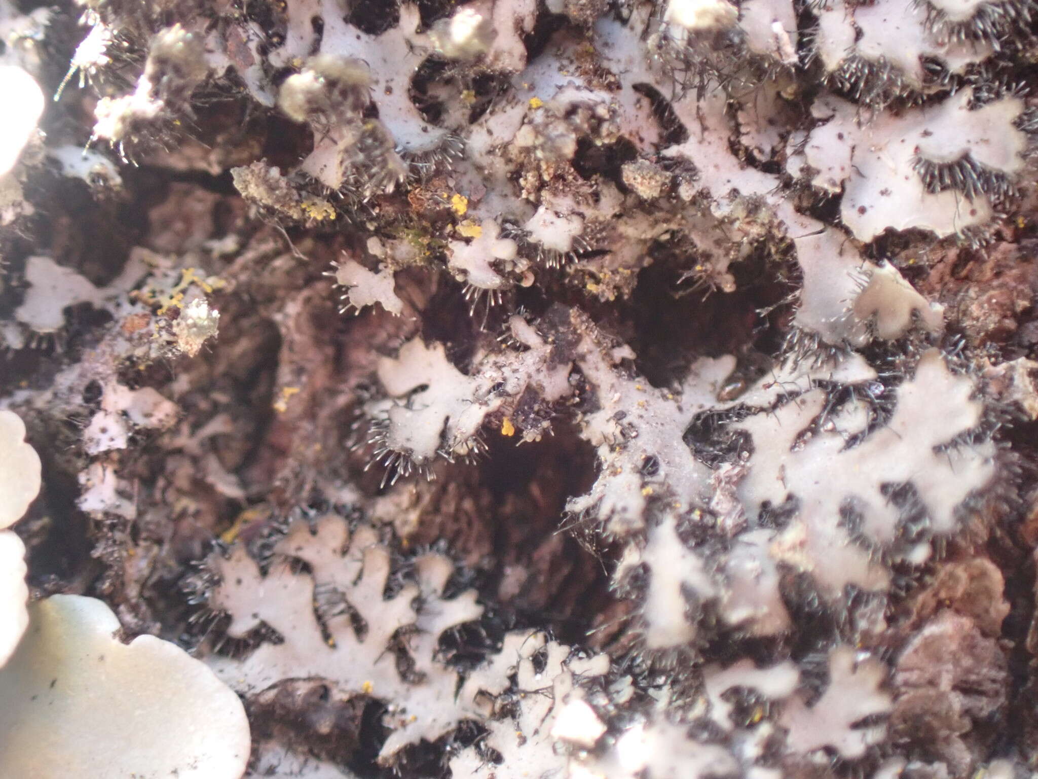 Image of hispid wreath lichen