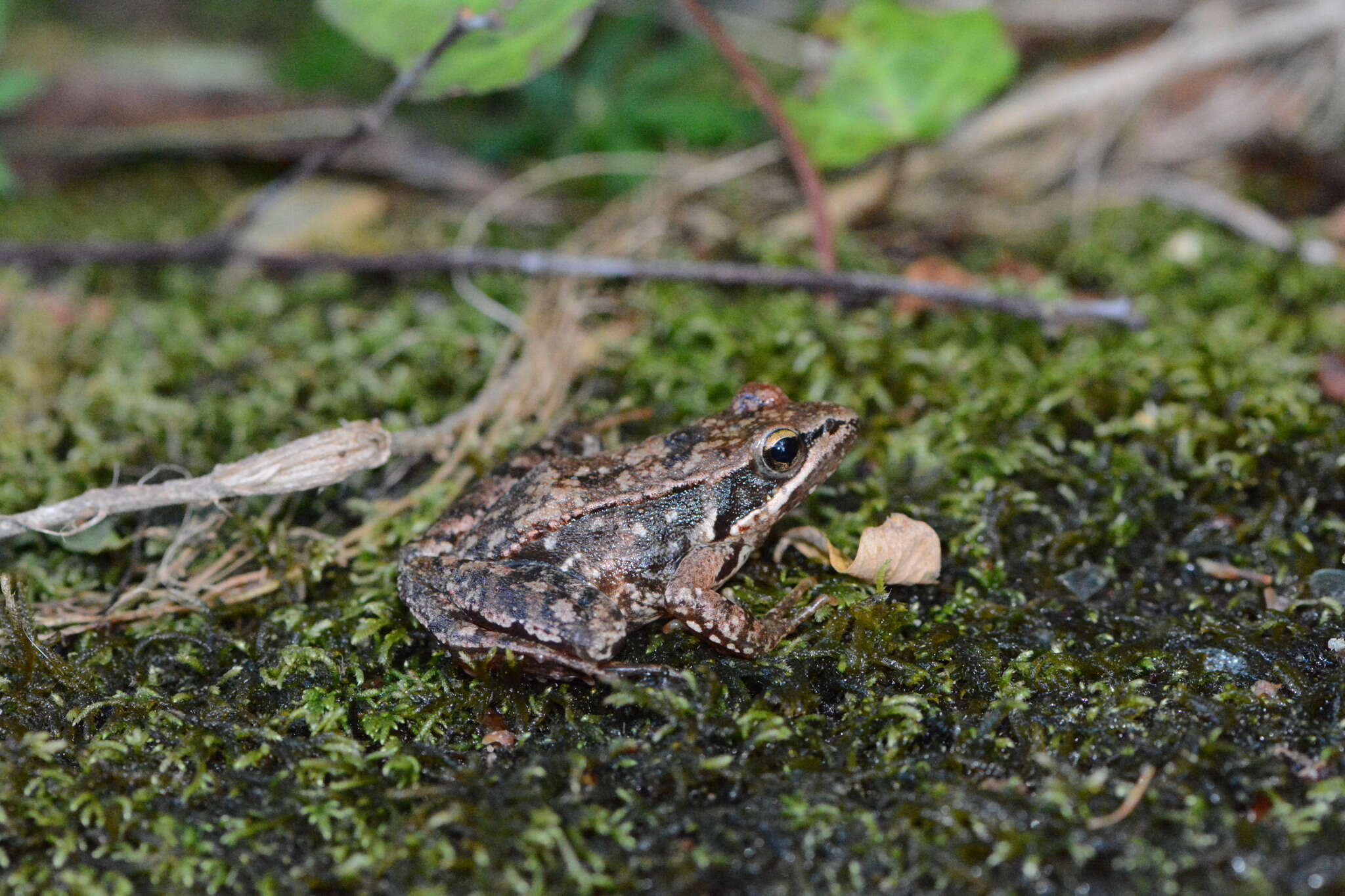 Image of Iberian Frog