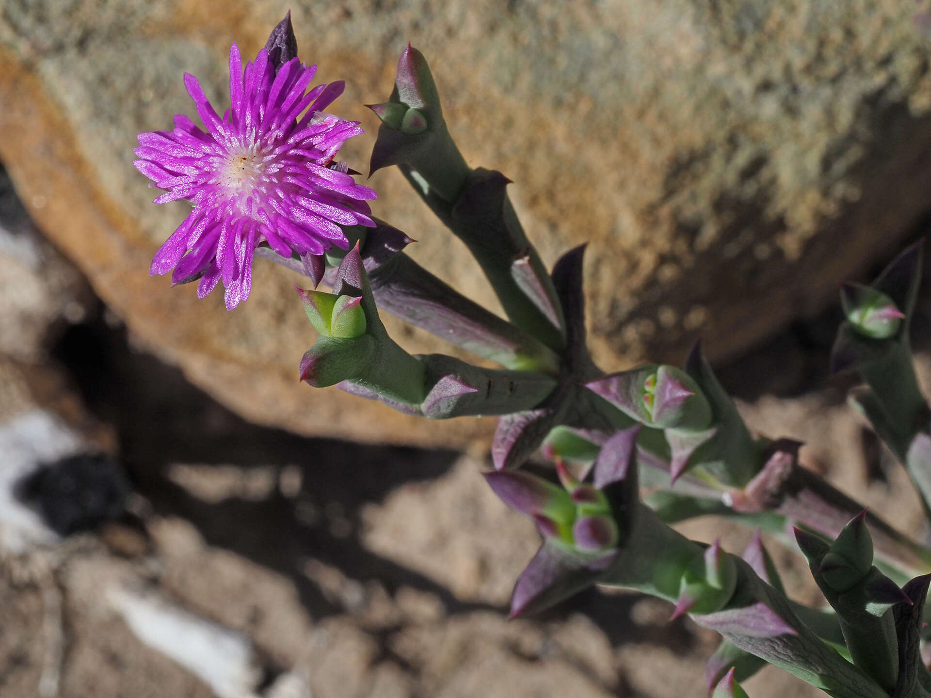 Sivun Smicrostigma viride (Haw.) N. E. Br. kuva