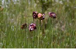 Image of purple pitcherplant