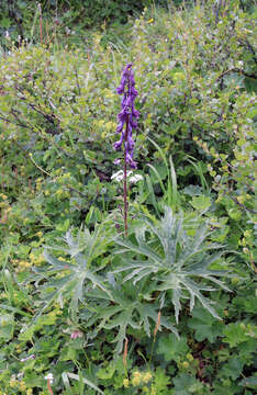 Image of Aconitum leucostomum Vorosh.