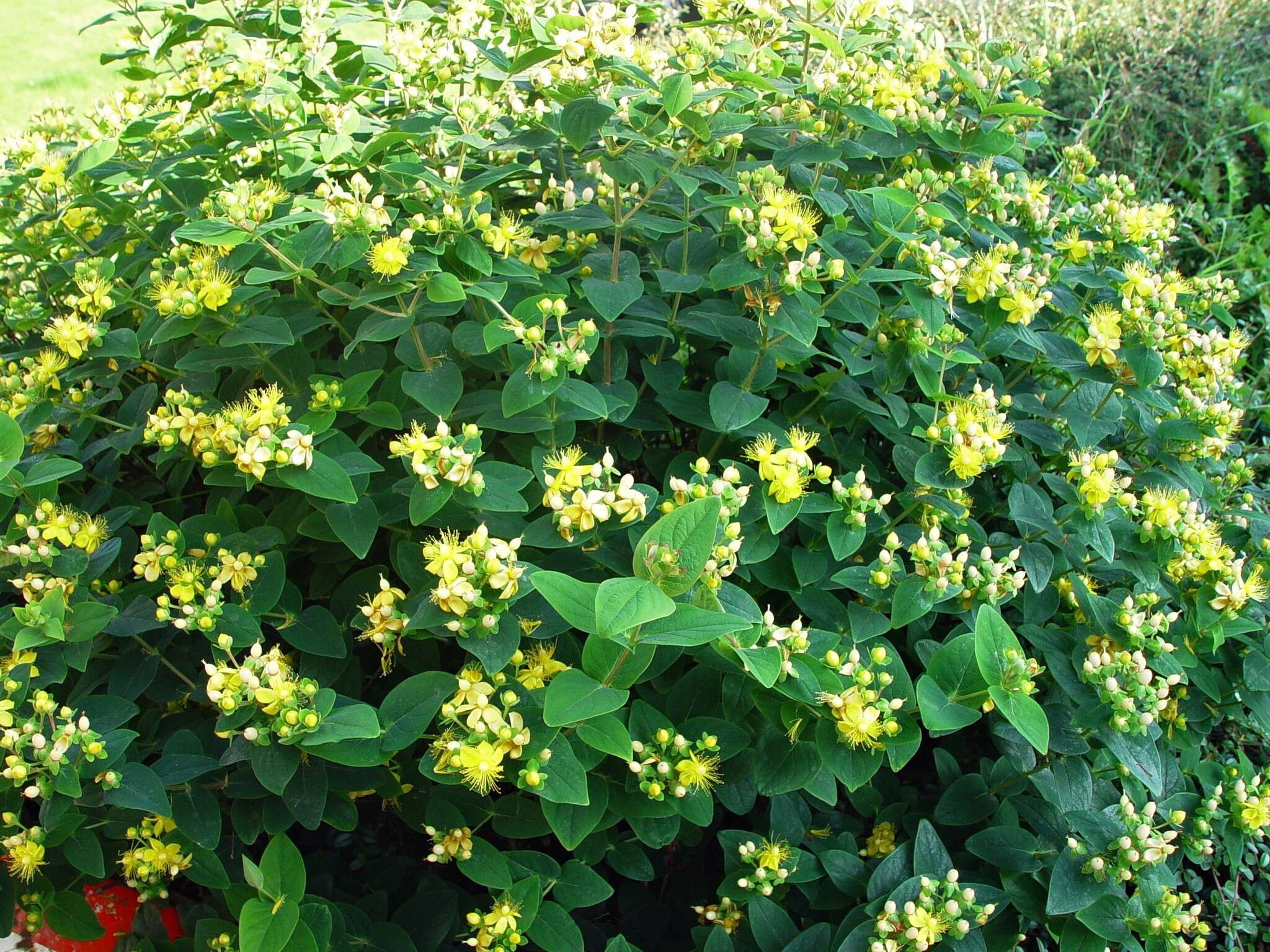 Image of tall tutsan