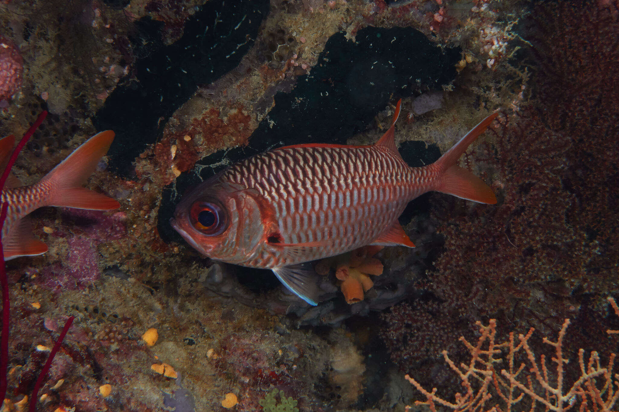 Image of Australian Squirrel-fish