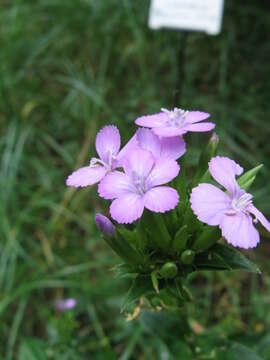 Image of Dianthus japonicus C. P. Thunb. ex A. Murray