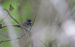 Image of Dot-backed Antbird