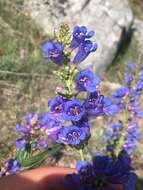 Image of Wasatch beardtongue