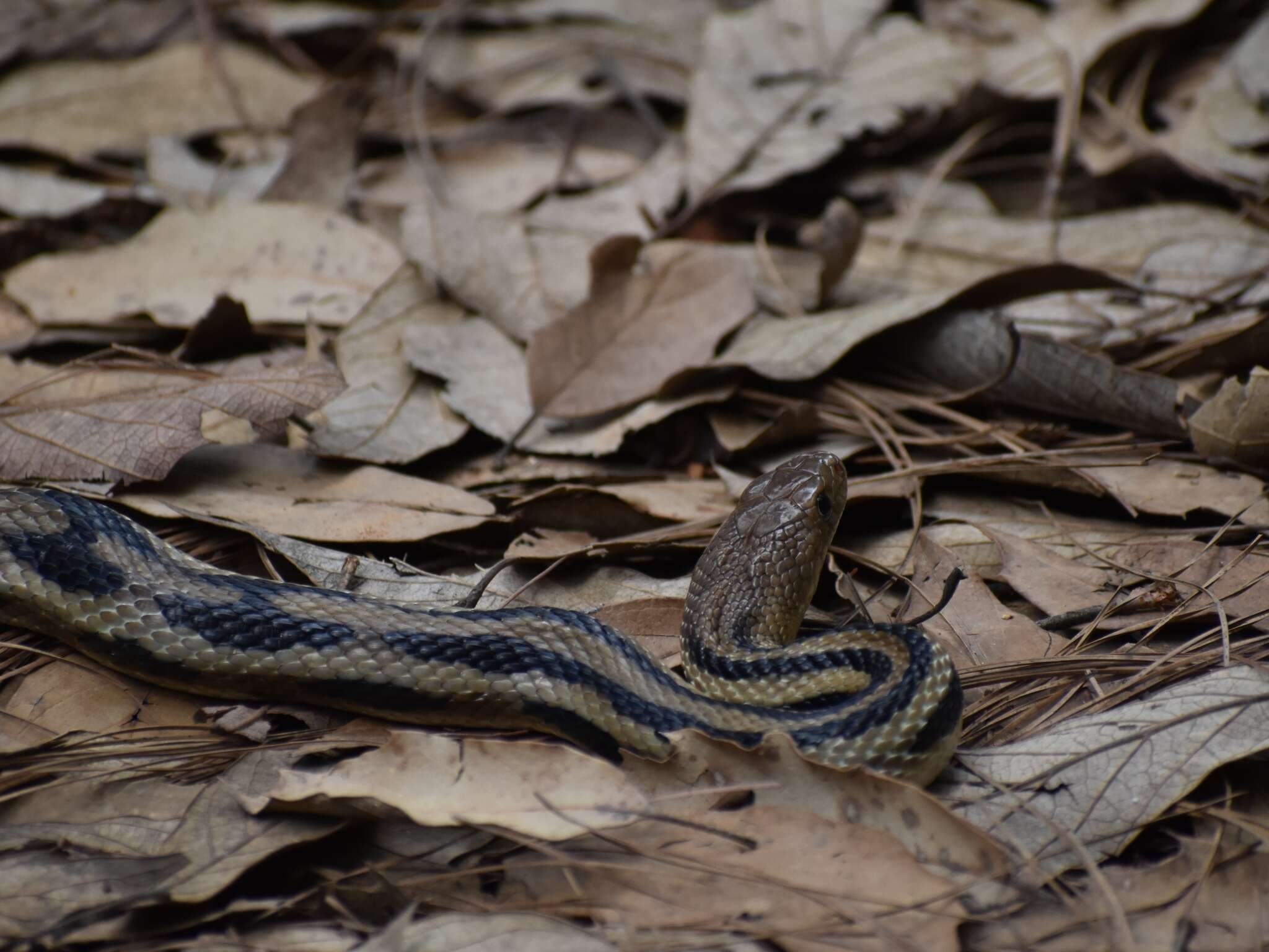 Image of Middle American Gopher Snake