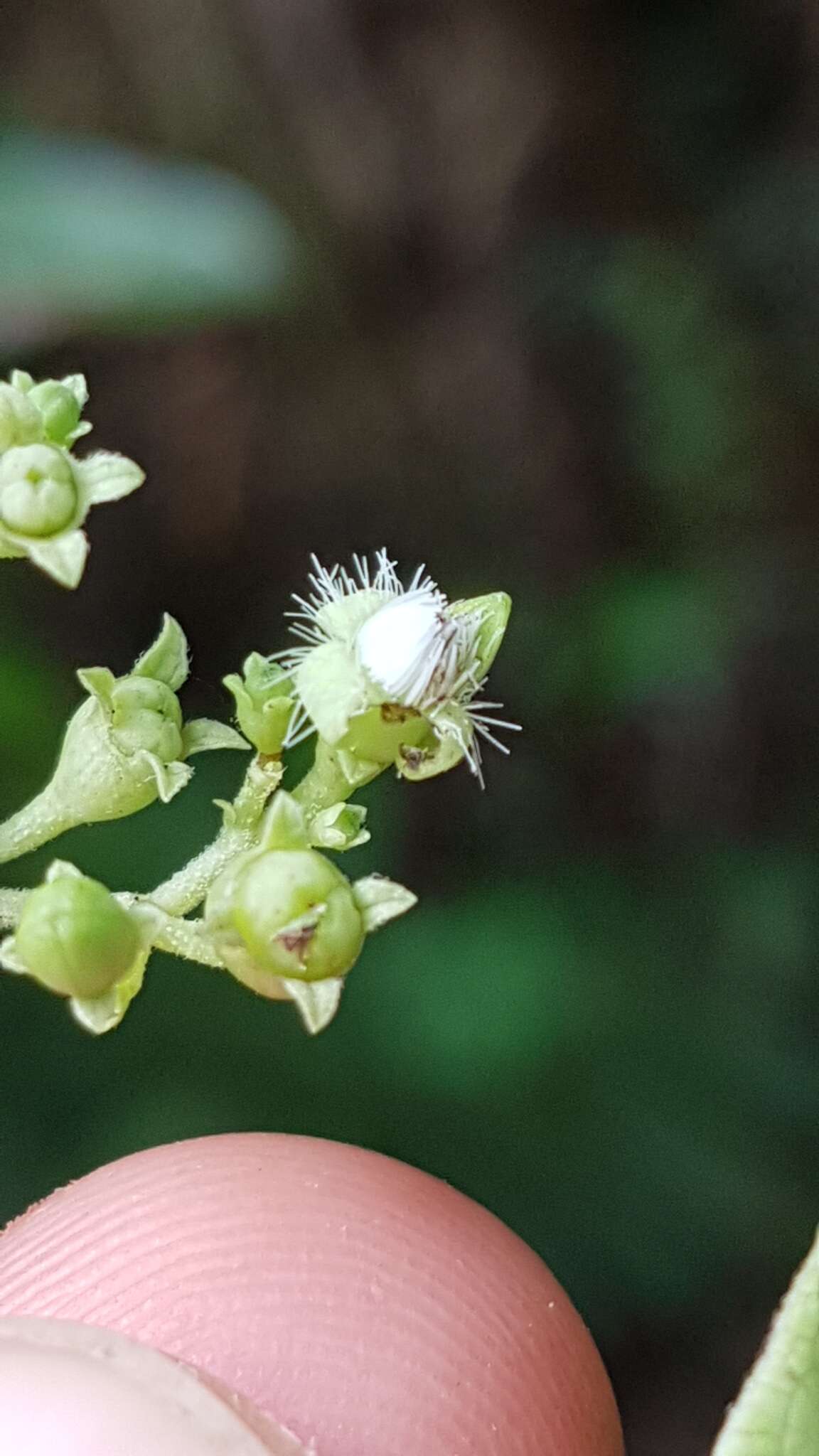 Image of Manettia alba (Aubl.) Wernham