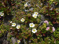 Imagem de Diapensia lapponica var. obovata F. Schmidt