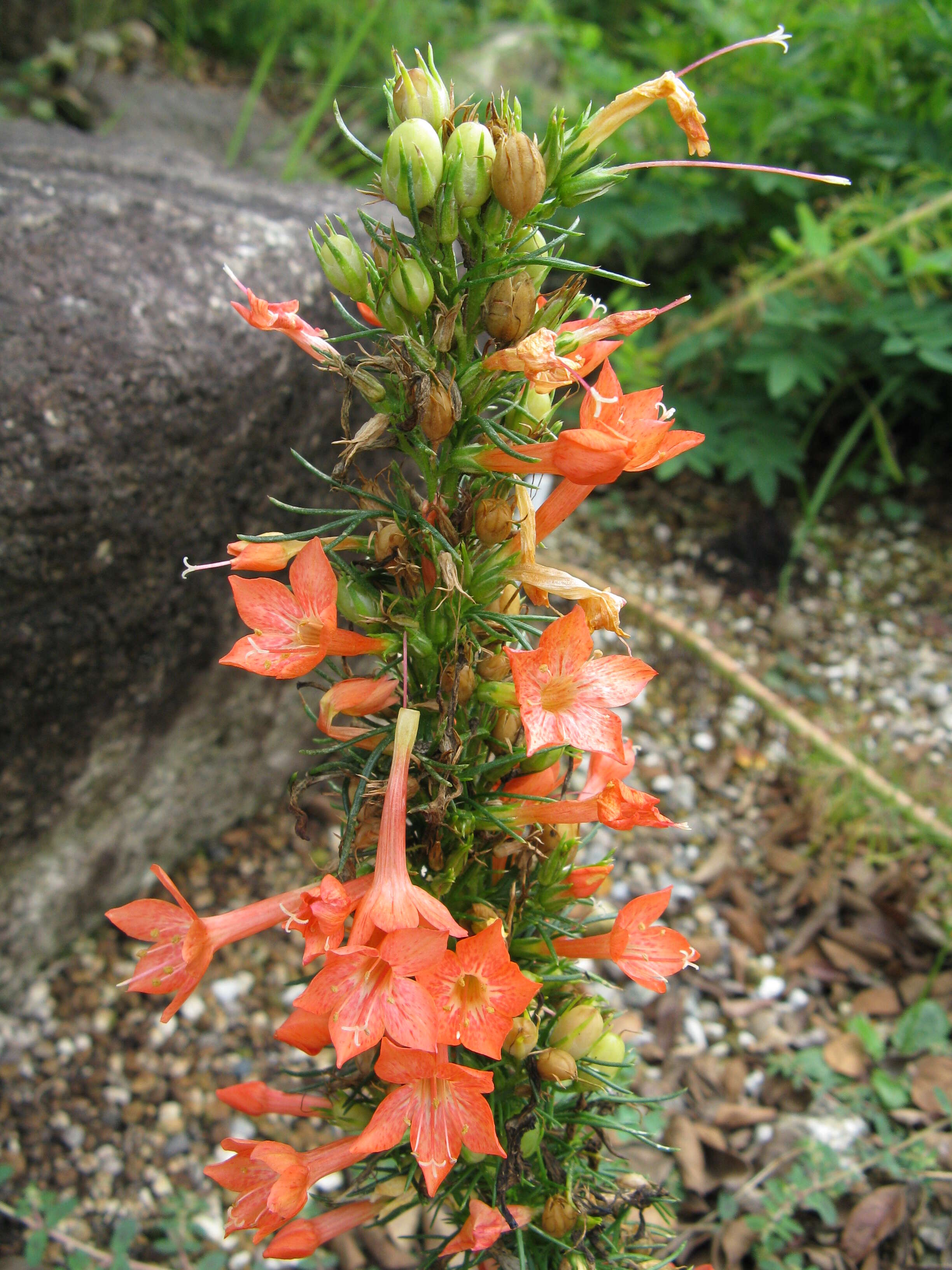 Image of Scarlet Gilia