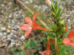 Image of Scarlet Gilia