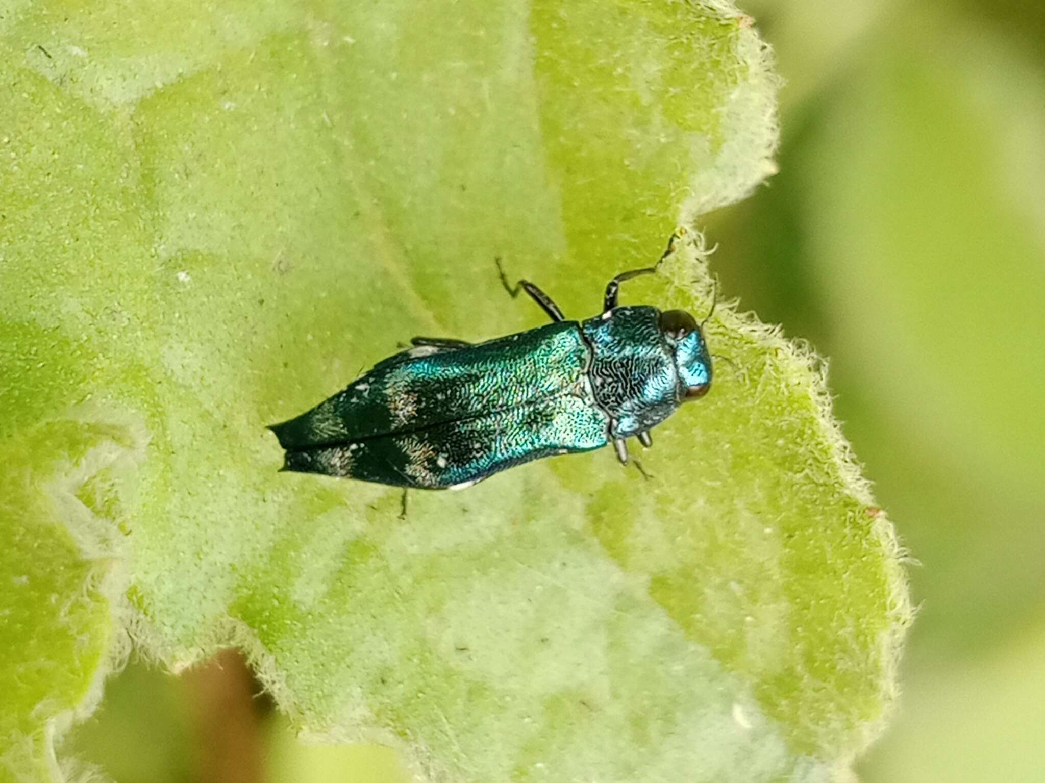 Agrilus acutus (Thunberg 1787) resmi