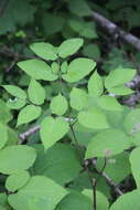 Image de Aralia continentalis Kitag.