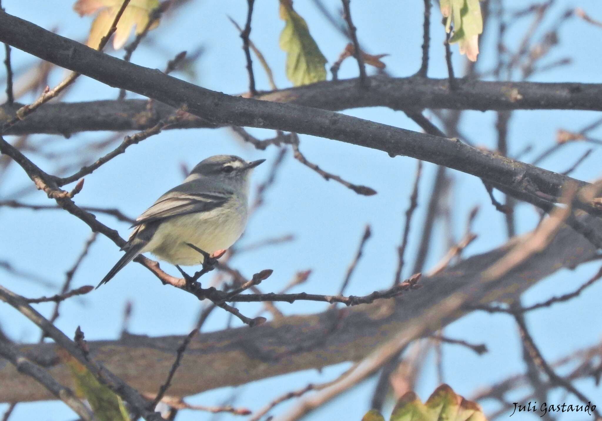 Image of Straneck's Tyrannulet