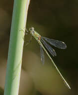 Image of Chalcolestes Kennedy 1920