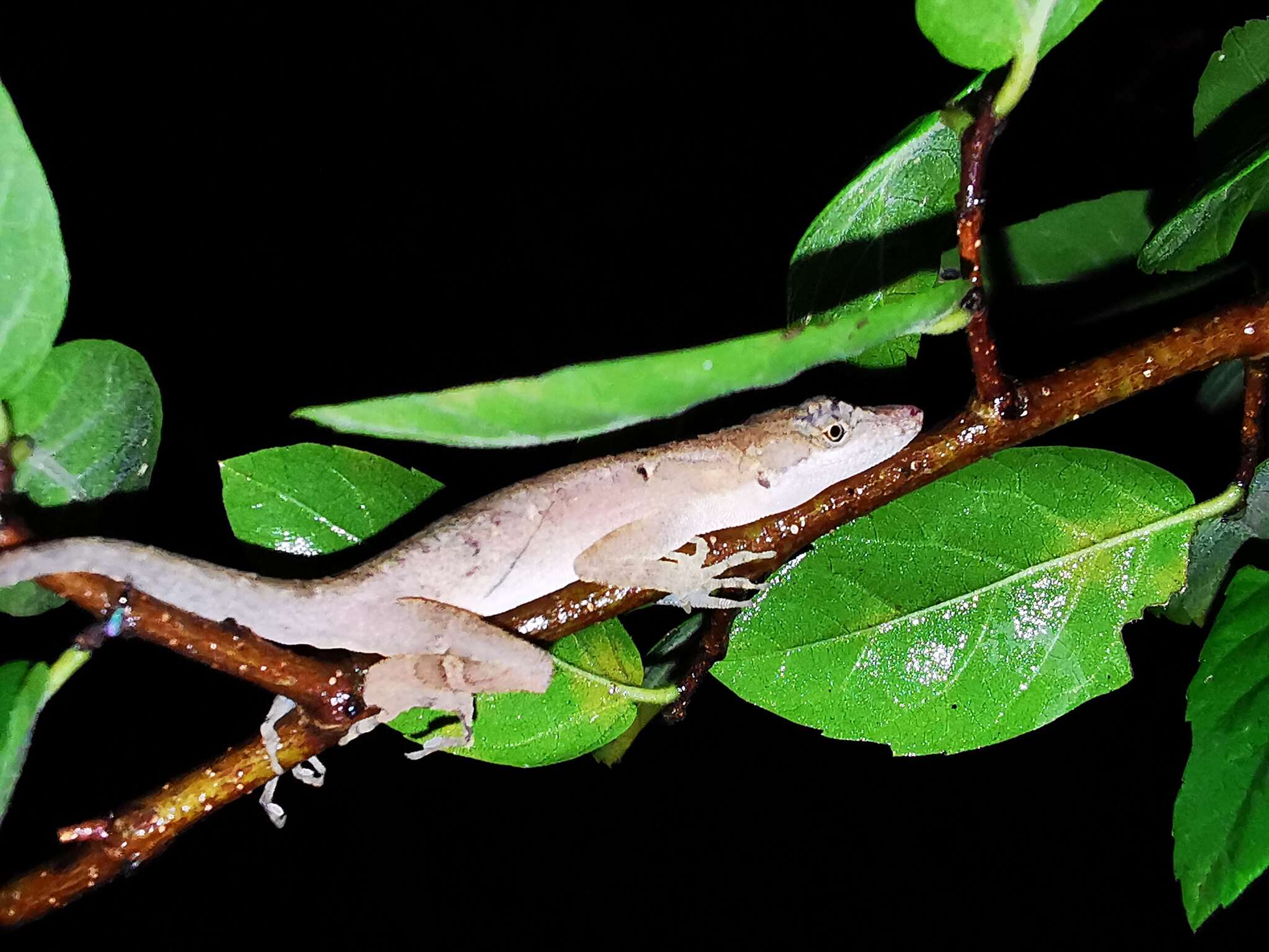 Imagem de Anolis rodriguezii Bocourt 1873