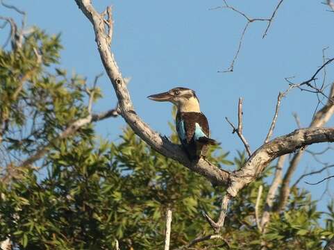 Image of Blue-winged Kookaburra