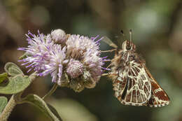 Thespieus vividus Mabille 1891 resmi