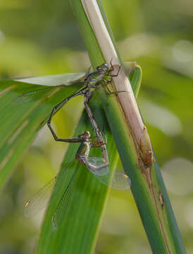 Image of Chalcolestes Kennedy 1920