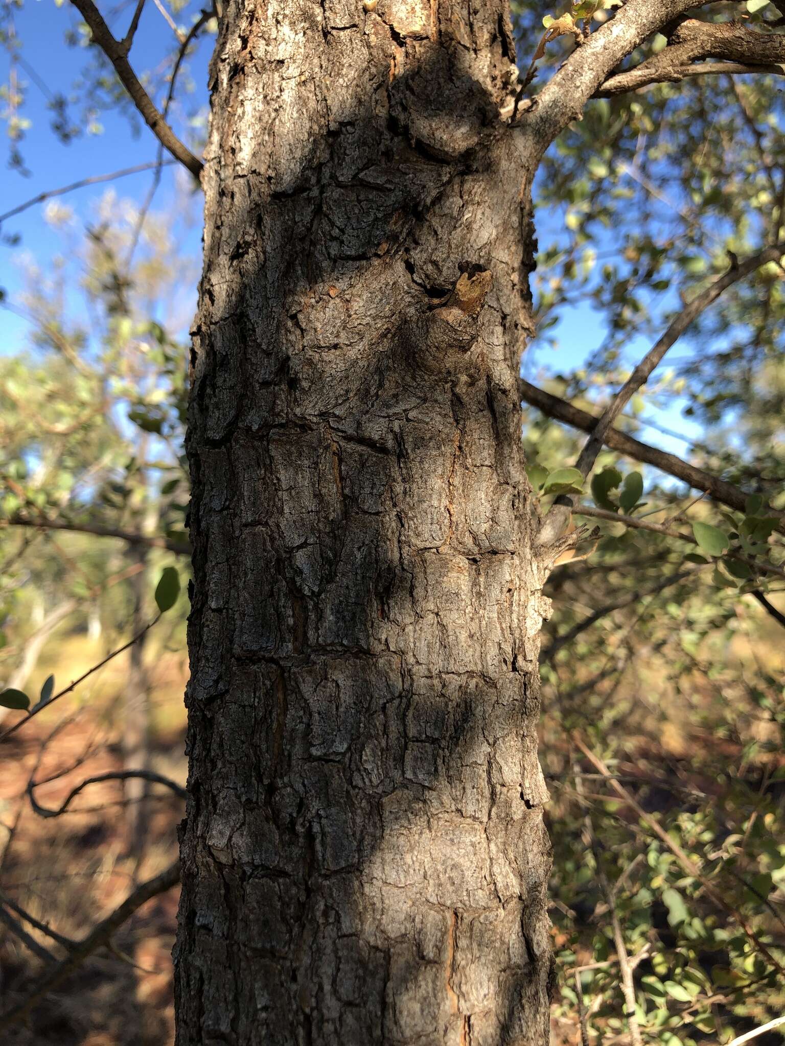 Image de Terminalia supranitifolia N. B. Byrnes