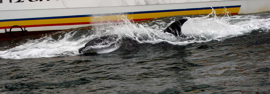 Imagem de Tursiops Gervais 1855