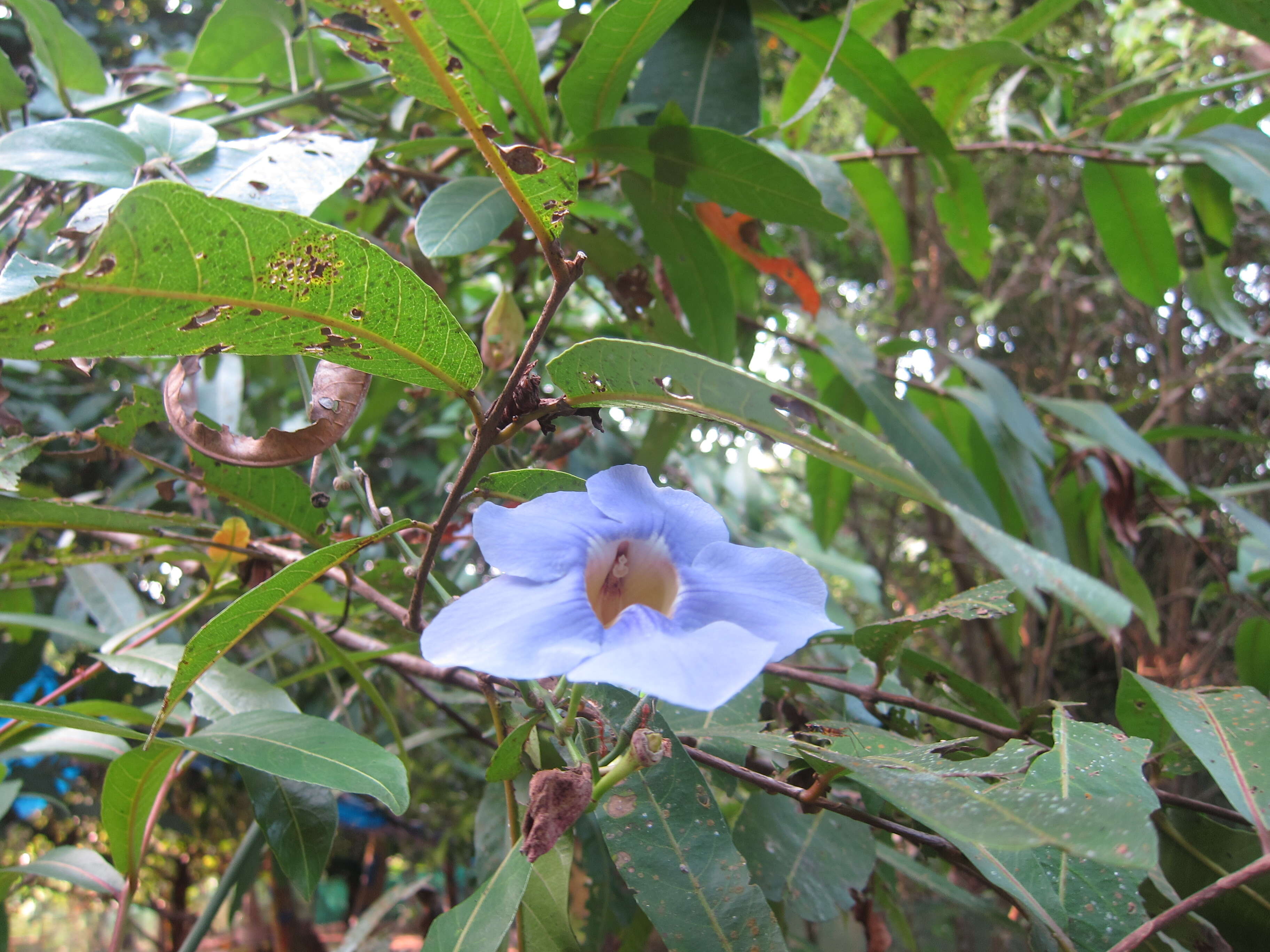 Image of Bengal clock vine