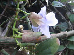 Image of Bengal clock vine