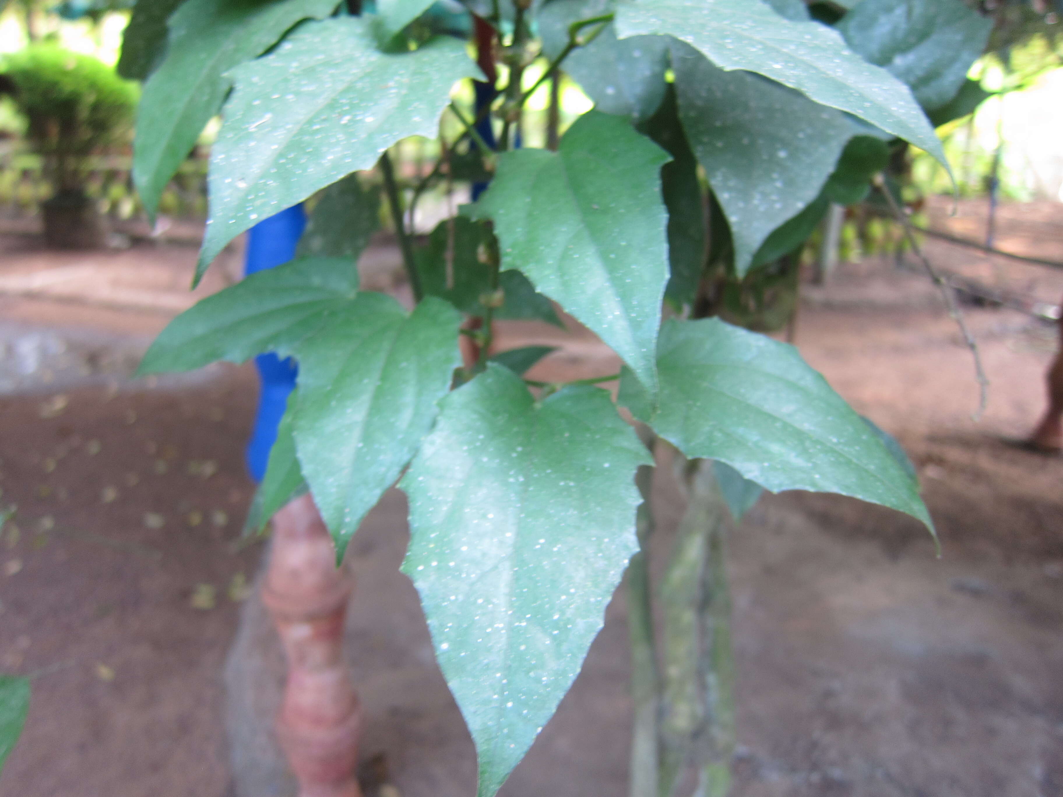 Image of laurel clockvine