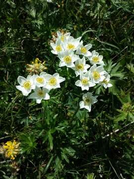 Imagem de Anemonastrum narcissiflorum subsp. narcissiflorum